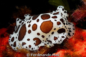 Underwater cow
(Peltodoris atrmaculata) by Ferdinando Meli 